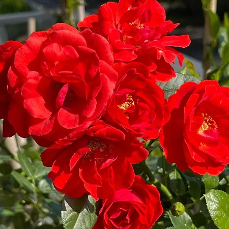 Centrum Grojecka 194 Warszawa